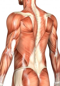 Muscles must be properly rehabilitated for permanenst posture correction.