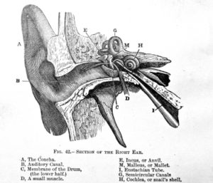 Hearing Loss helped with Endonasal Cranial Adjusting by Dr Adam Fields, Chiropractor Los Gatos/San Jose, CA