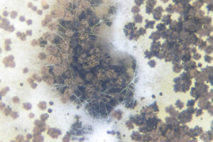 Aspergillus fumigatus