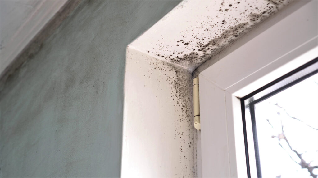 Mold growth